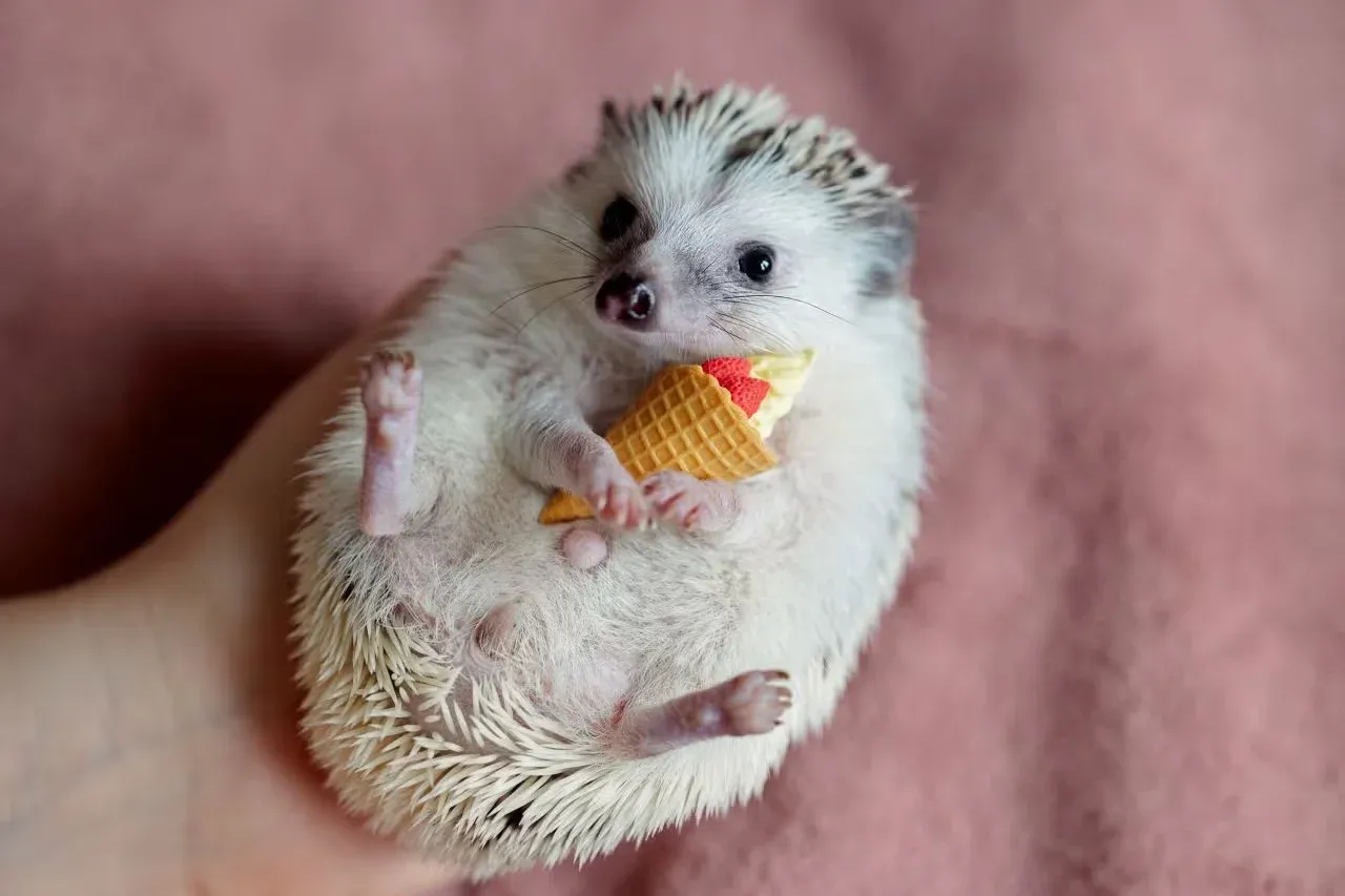 A hedgehog holding a toy ice cream cone.