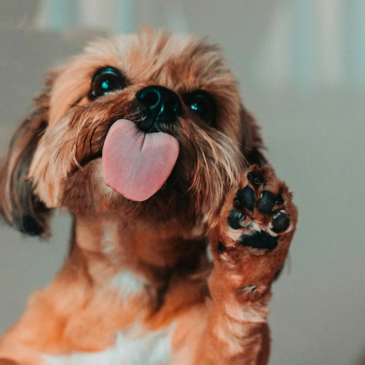 Recognizing and Naturally Managing Swollen Paws in Dogs