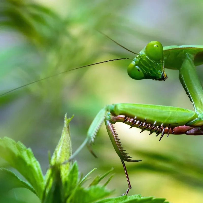 Keeping a Praying Mantis as a Pet: What You Need to Know