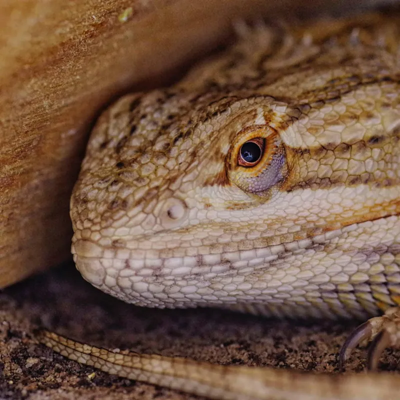 Ceramic Heat Emitters for Reptile Enclosures: A Practical Guide