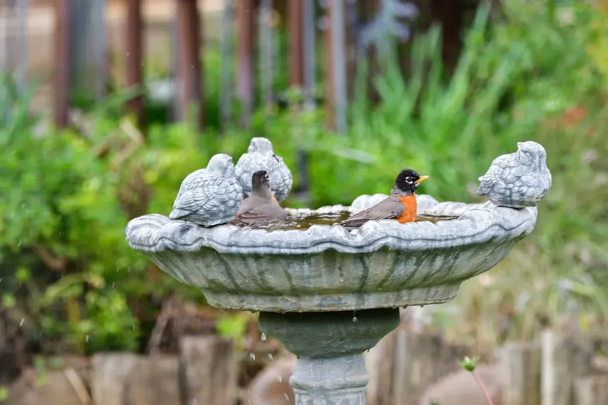 Birdbaths can attract American robins looking for water and a place to bathe.