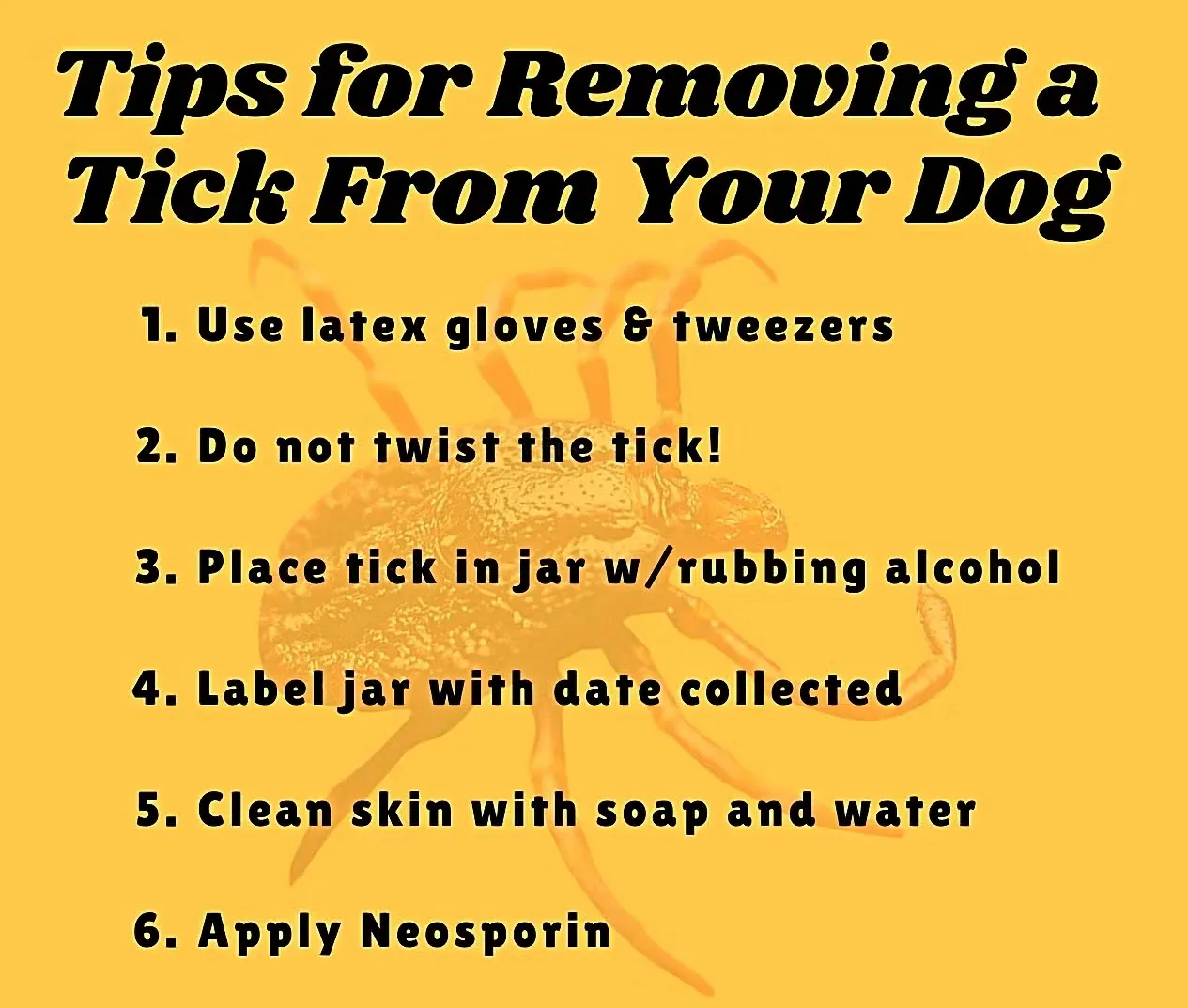 Tips for Removing a Tick From Your Dog Infographic