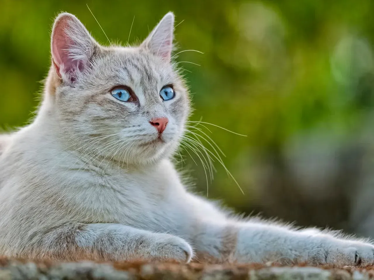 A cute older male cat with blue eyes.