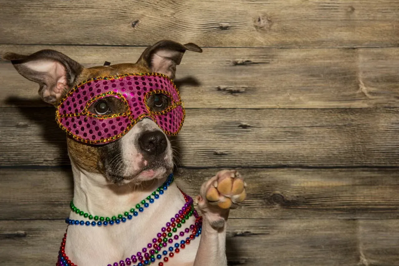 A Southern dog dressed up for Mardis Gras.