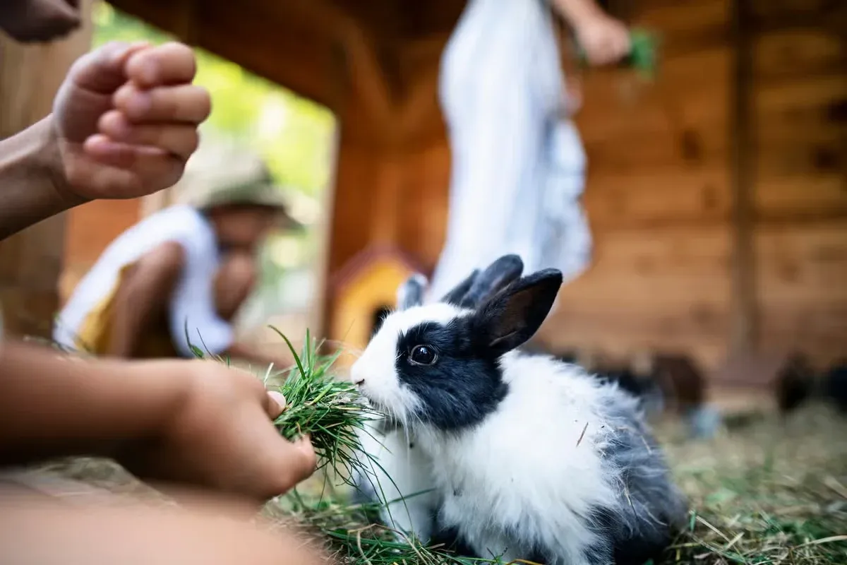 A pet baby bunny with a cute name nibbling on some grass.