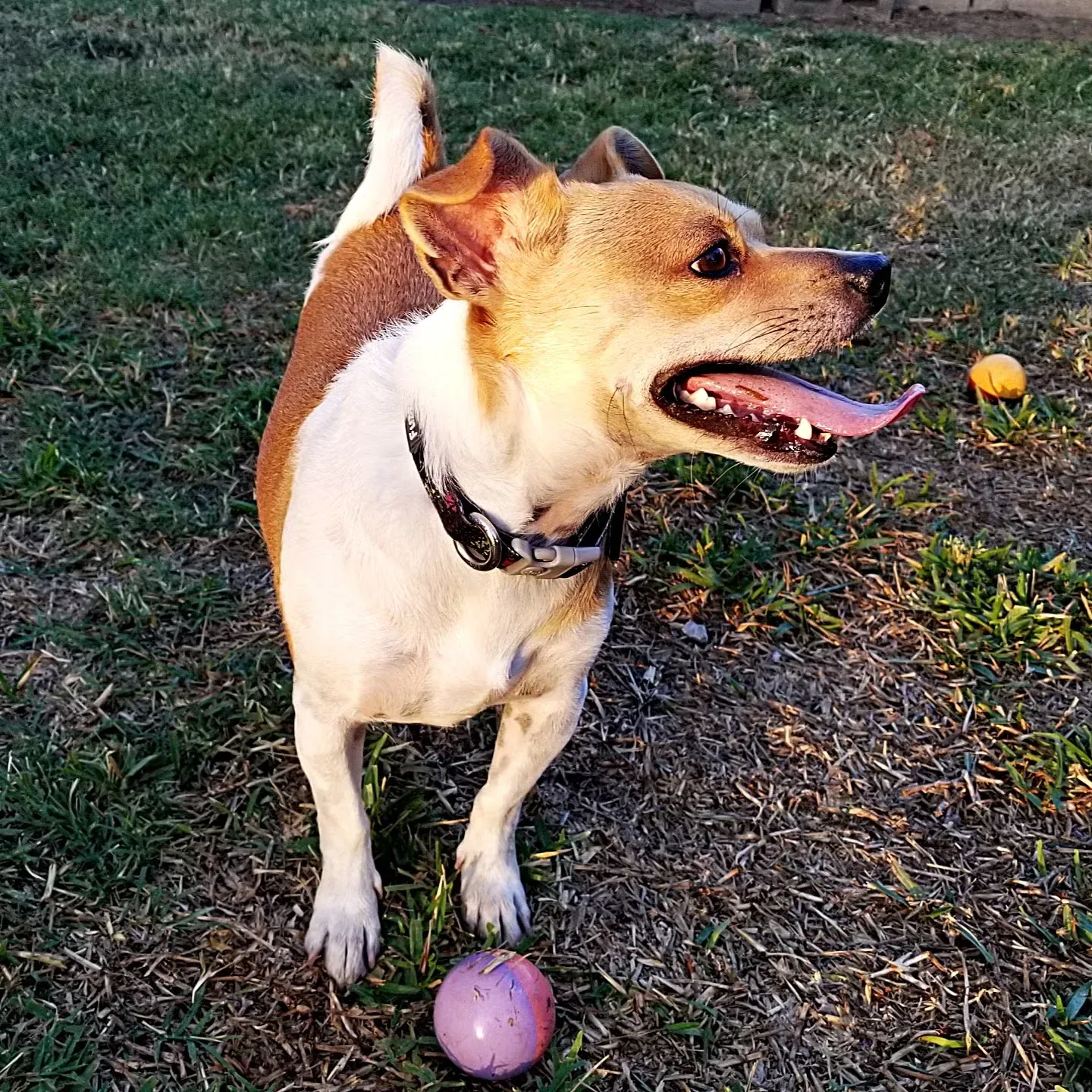 Jackhuahua = Jack Russell + Chihuahua