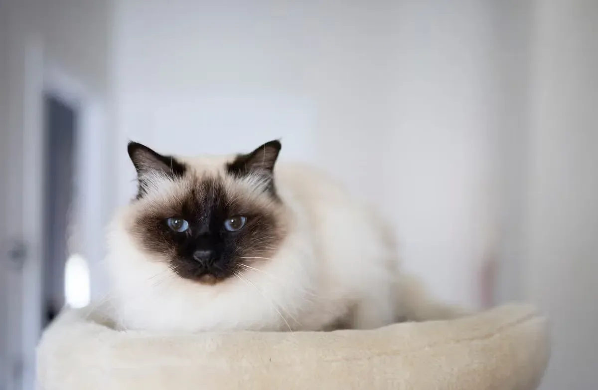 Birman cats have blue eyes and affectionate personalities like Ragdolls.
