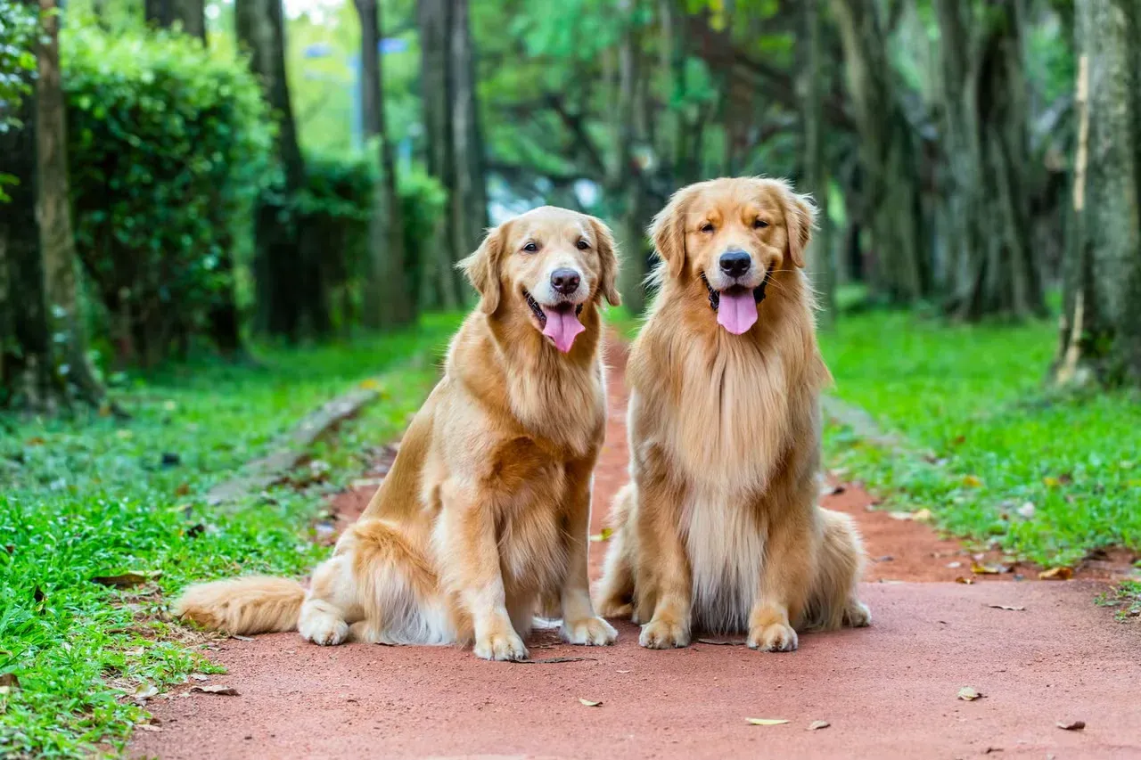 A pair of happy Golden Retrievers on a forest path.