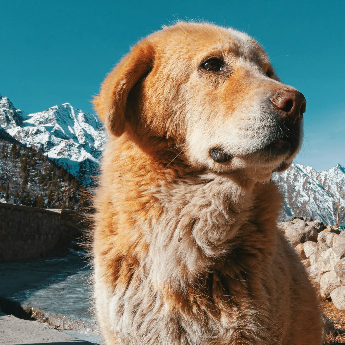 Nordic Dog Names Inspired by Viking Lore and Legend