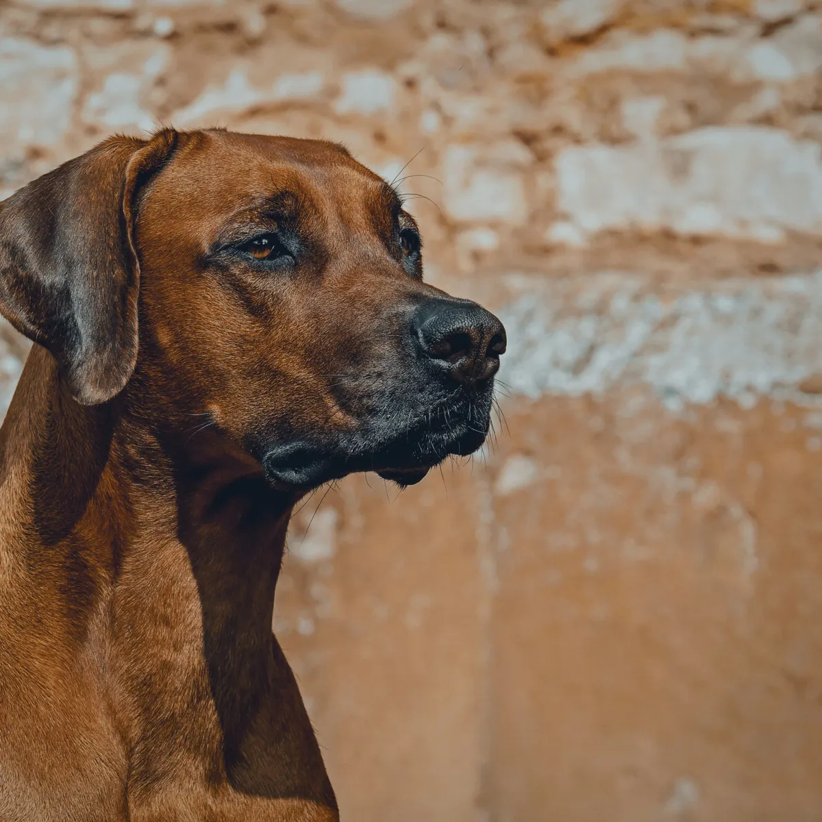 Powerful African-Inspired Names for Your Rhodesian Ridgeback