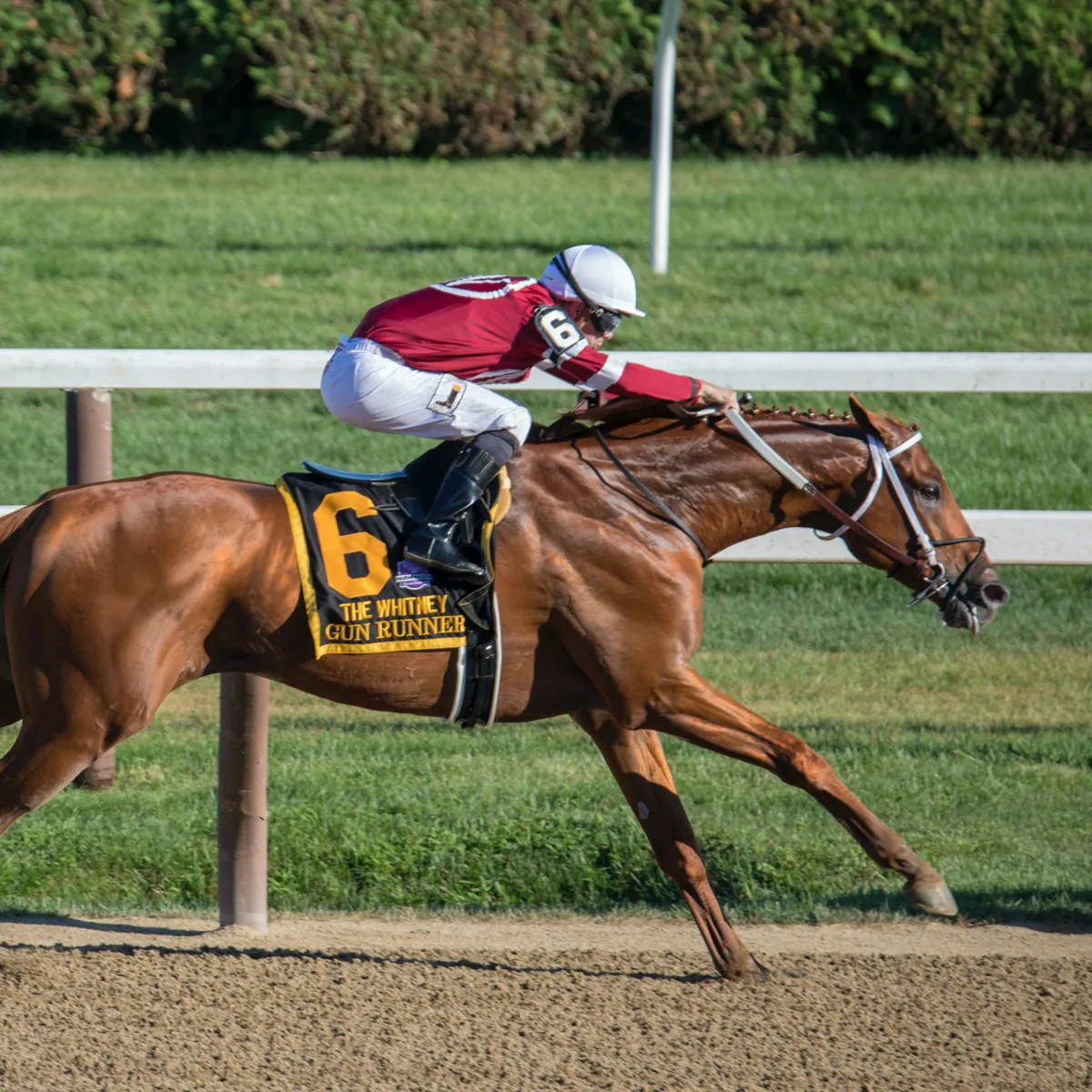 Which Horse Breeds Excel in Barrel Racing? A Top Five Overview