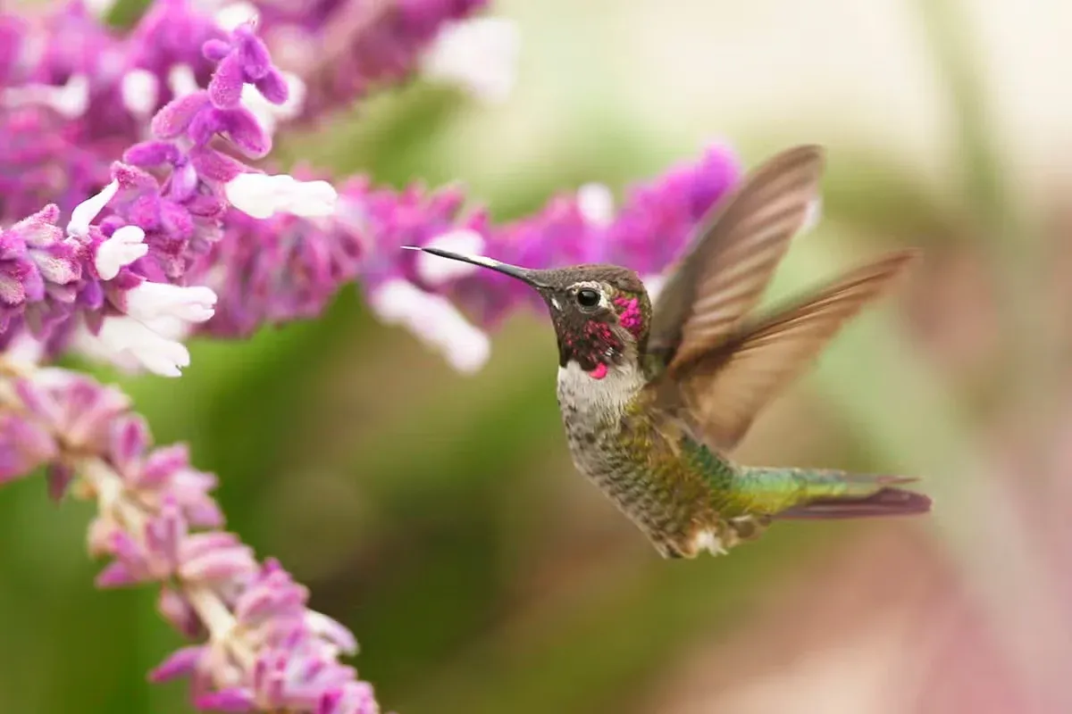 A humingbird sighting can hold personal, cultural, or spiritual meaning.