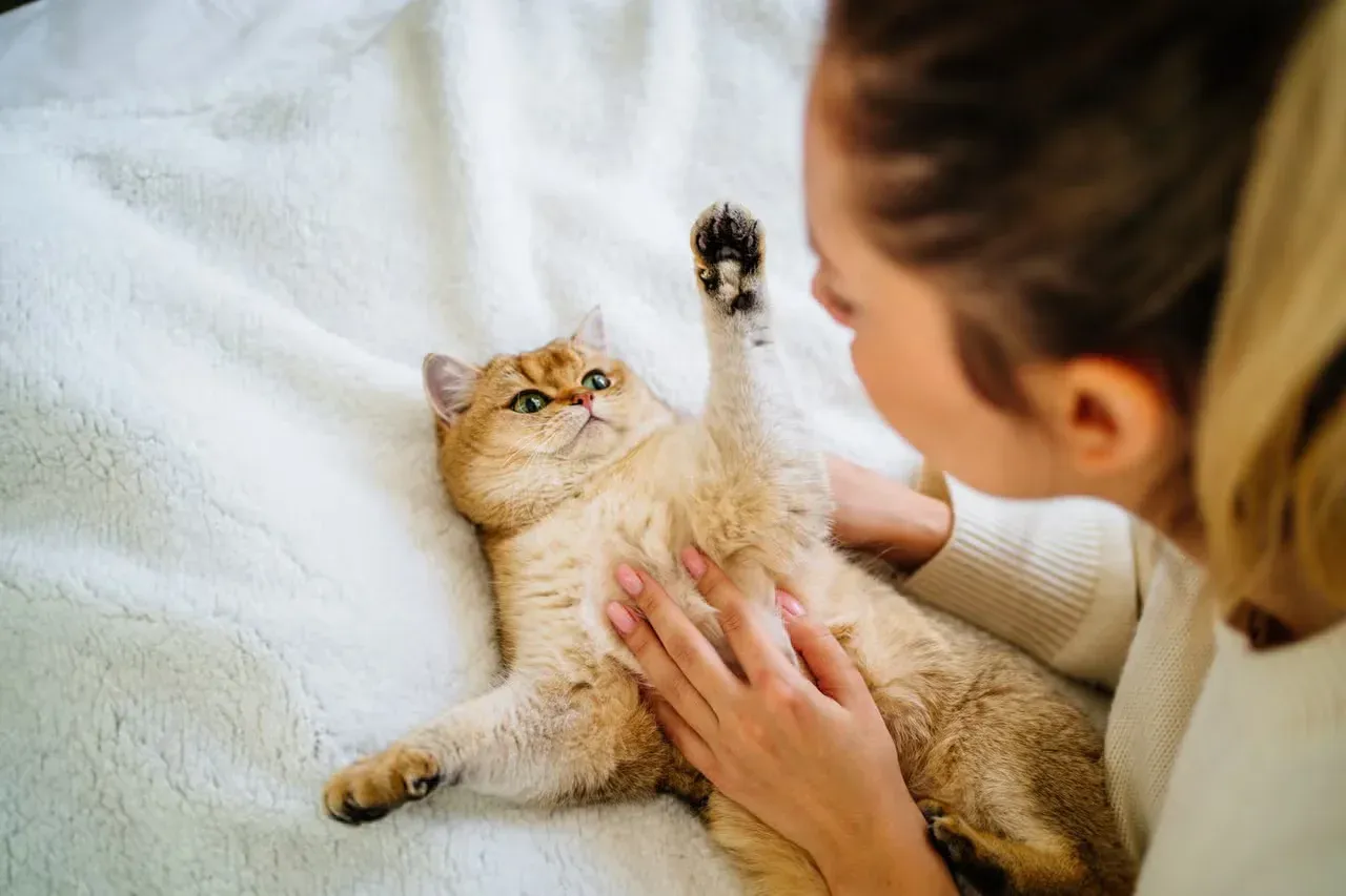 A cute orange cat and a woman playing together.