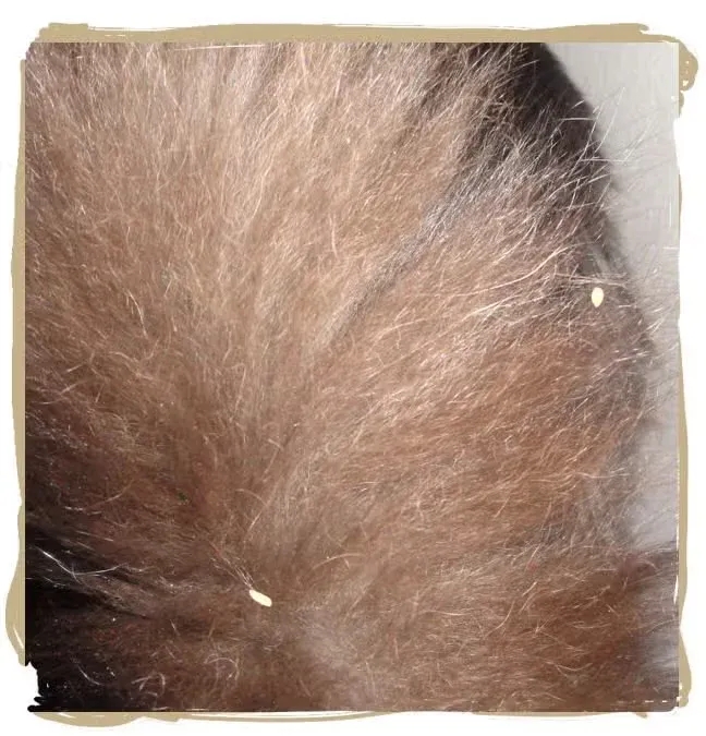 Tapeworm segments in cat tail fur