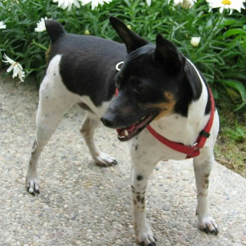 Rat Terrier Breed Guide: History, Traits, Care, and More