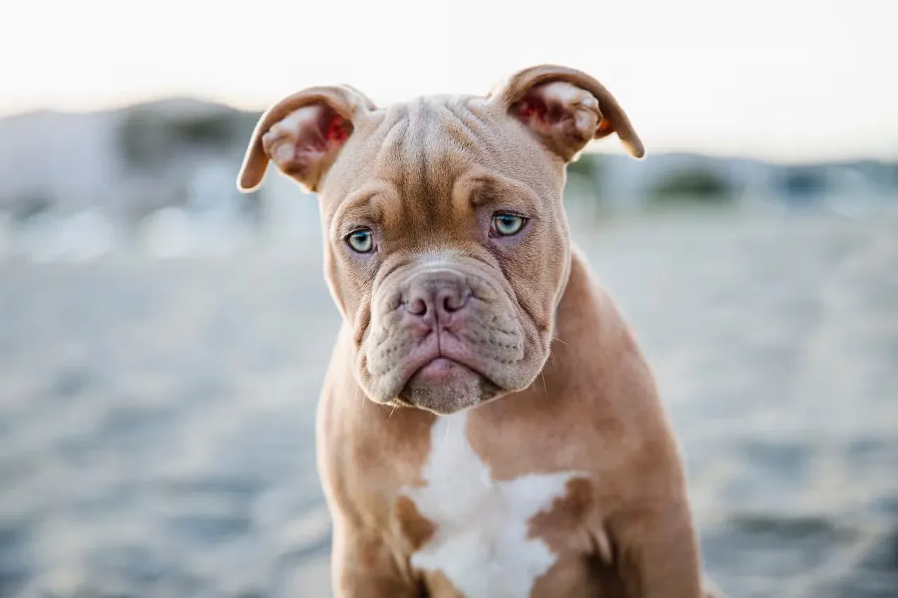 A blue-eyed French Mastiff puppy on a beach.