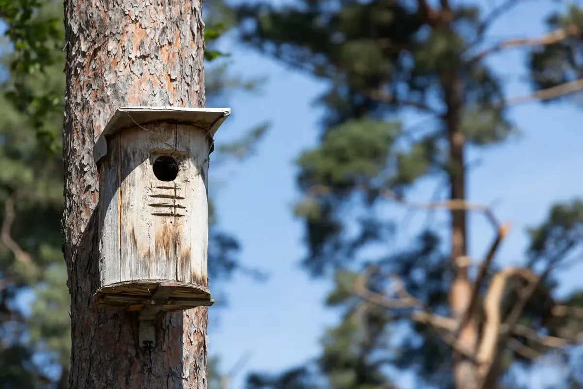 Cooler weather can bring more opportunities for backyard birdwatching.