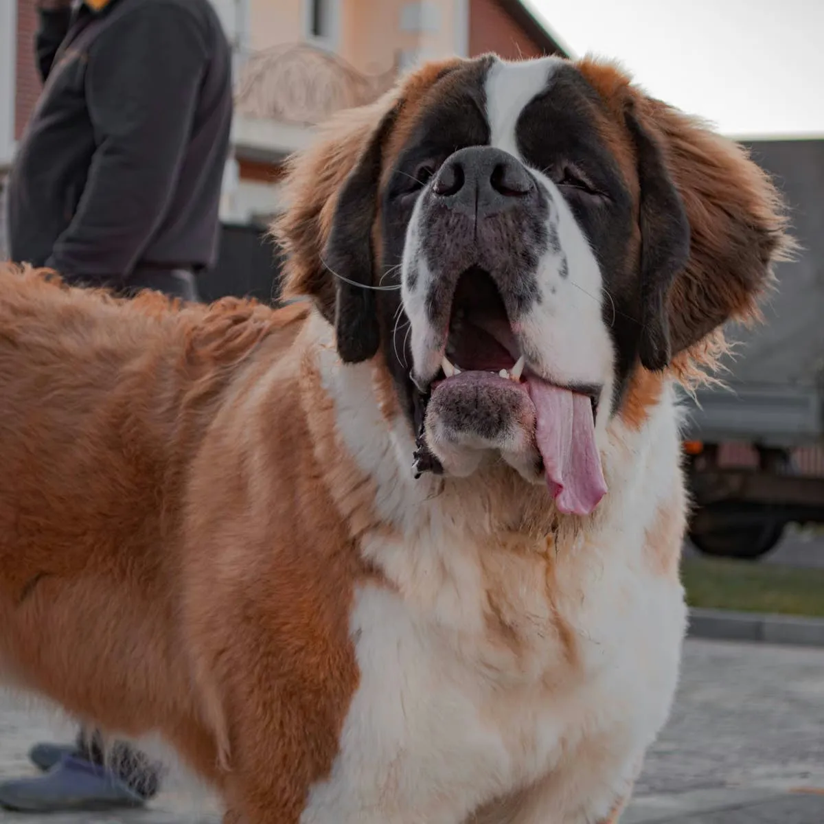 Meet the Six Dog Breeds That Tower Over the Rest