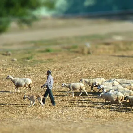 Turkish-Inspired Names for Your Anatolian Shepherd