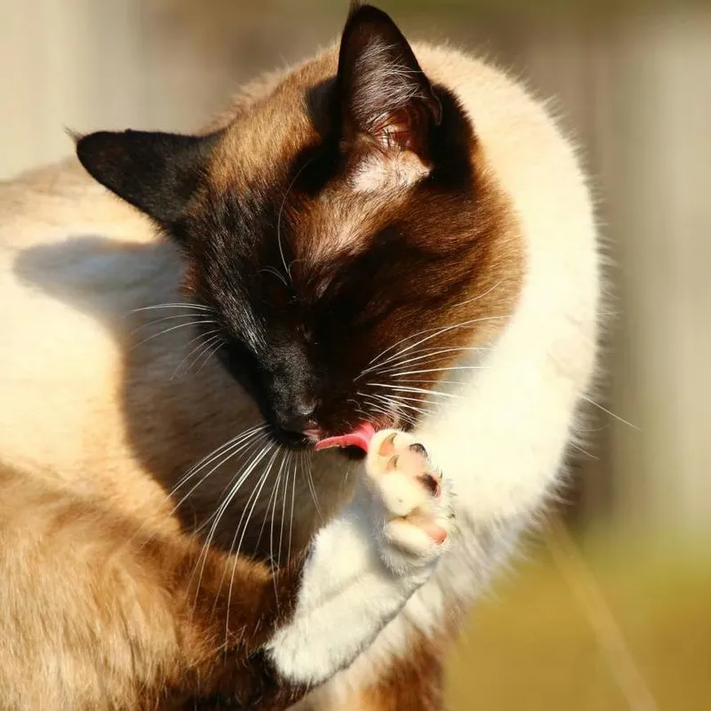 Why Cats Groom: Purposes, Over-Grooming Signs, and When to Seek Help