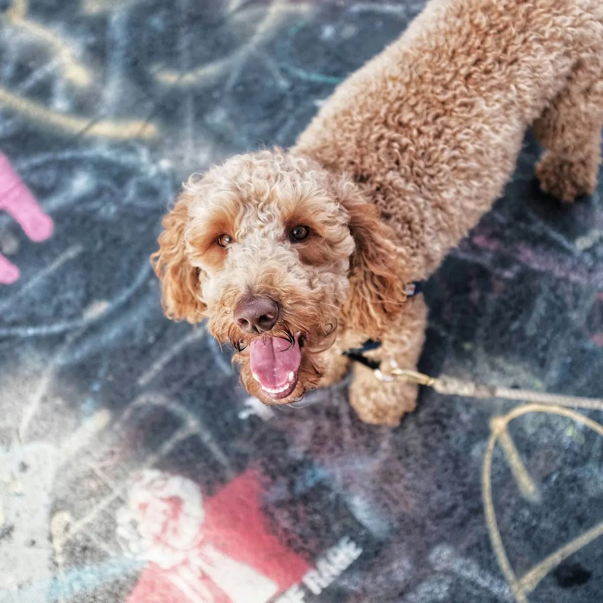 Five Doodle Breeds and What You Should Know Before Choosing One