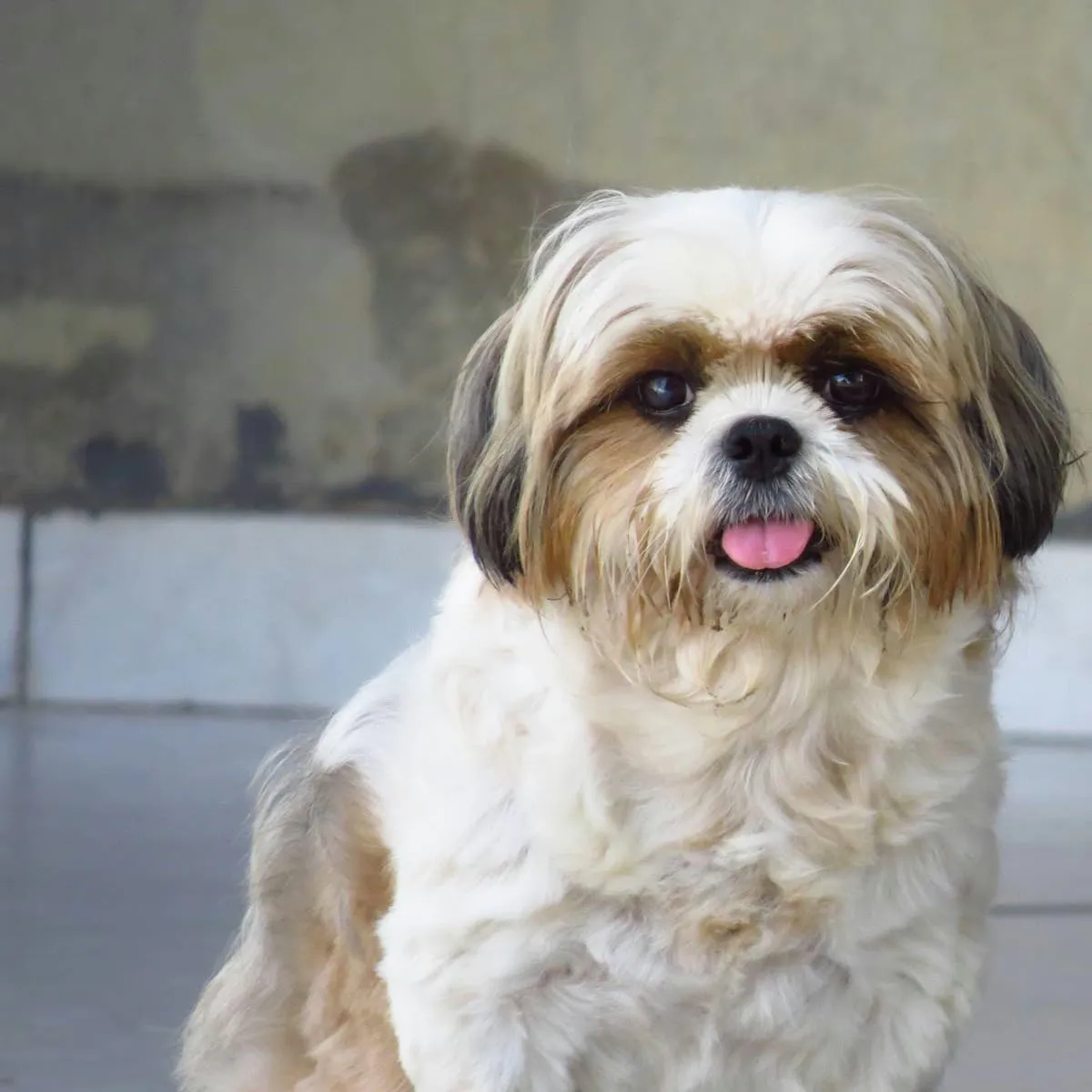 Pregnant Dog Refusing Food but Accepting Treats: What's Going On?