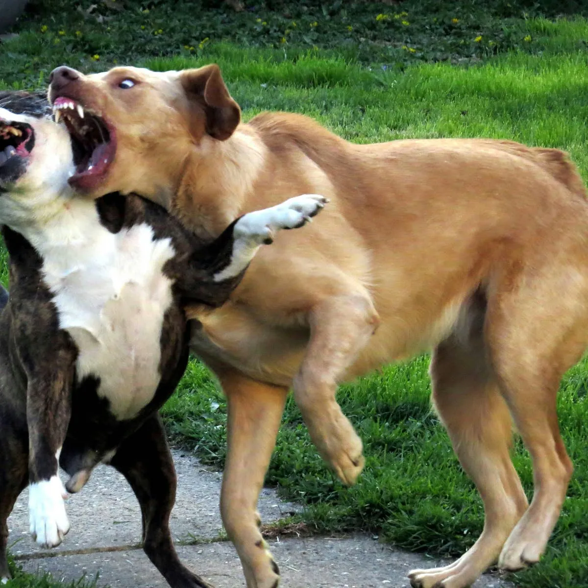 Peace Among Paws: Strategies for Halting Aggression Between Dogs in the Same Home