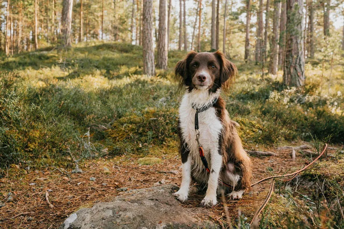A Springer Spaniel mix with a cute pet name outdoors on a hike.