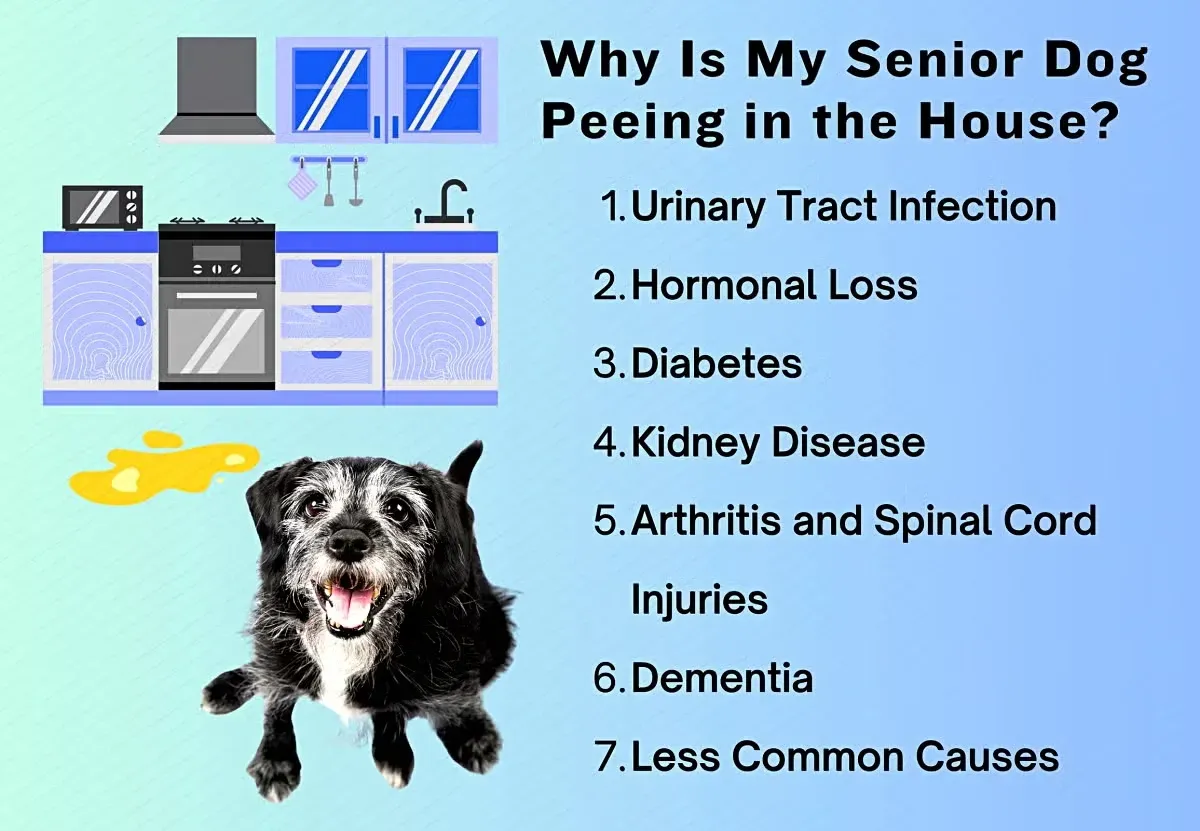 Why Is My Senior Dog Peeing in the House?