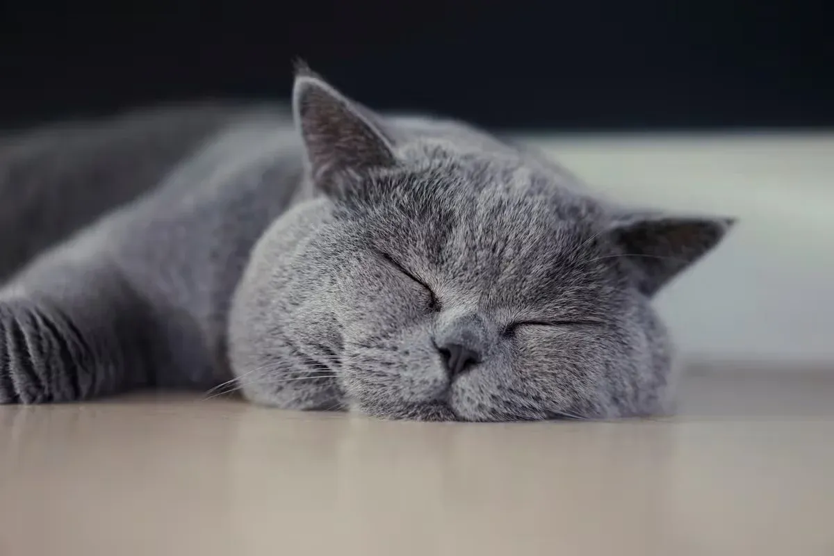 British Shorthairs have a similar personality to Scottish Folds.