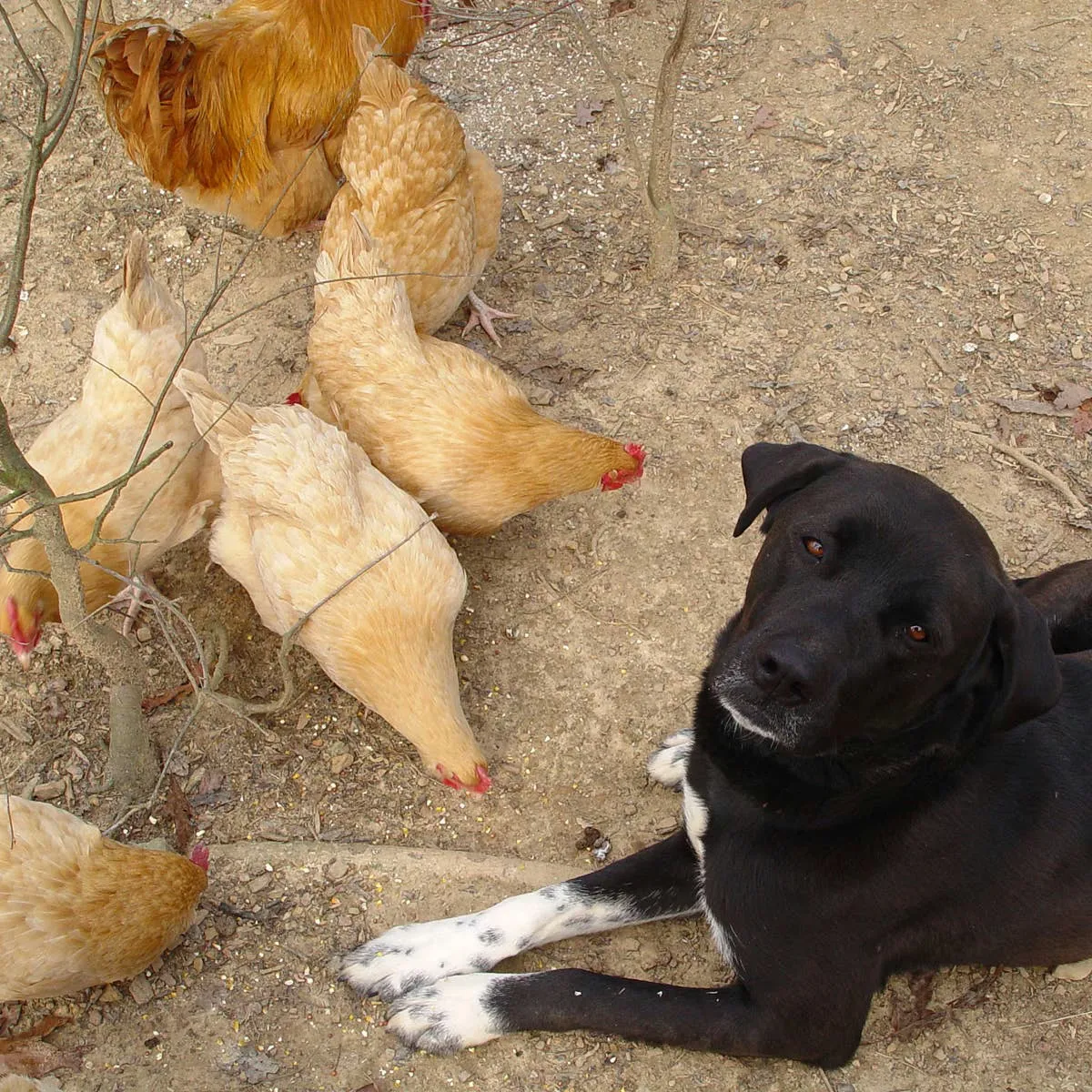 Raising a Dog to Guard Your Flock: A Personal Journey