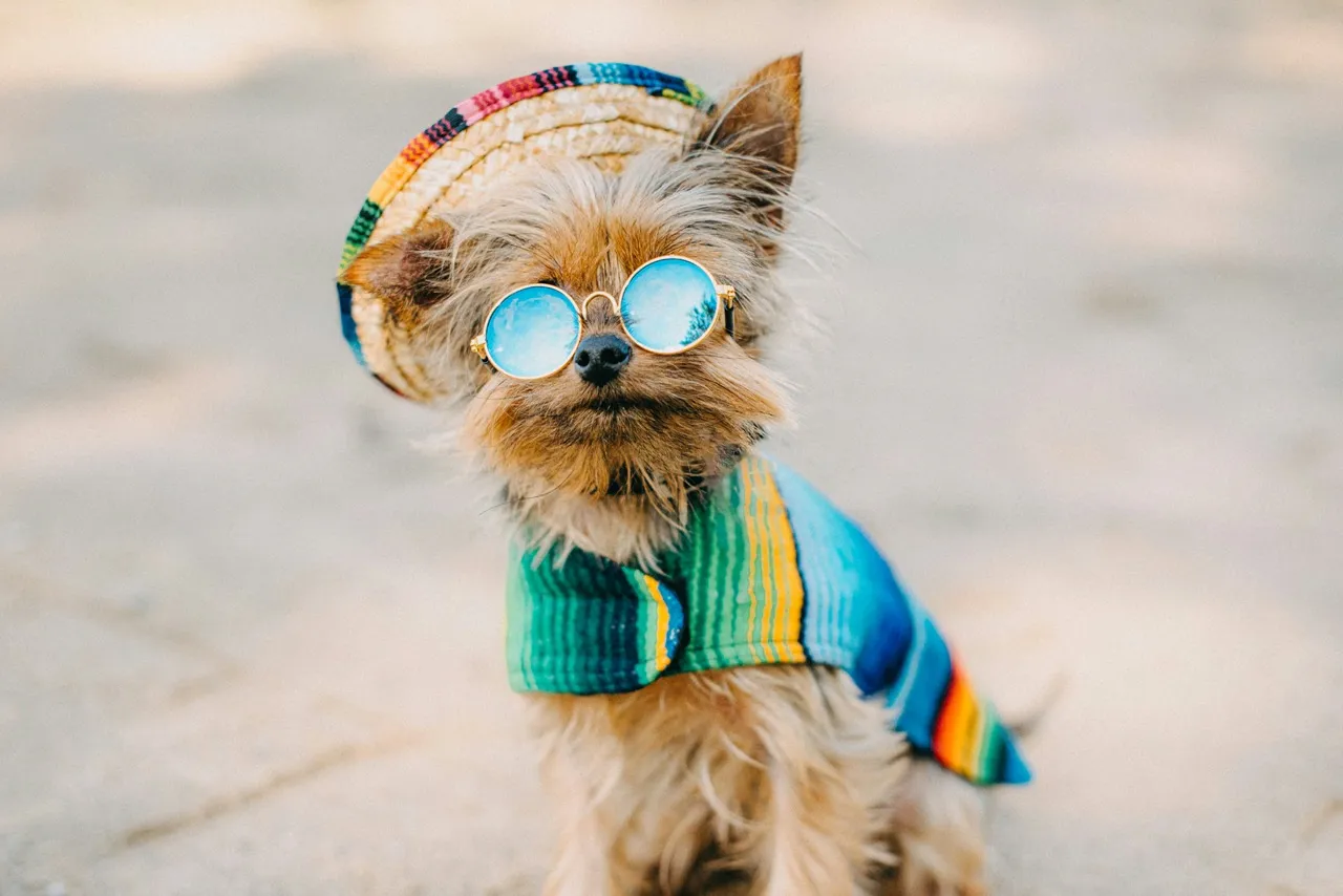 A festive Yorkie dressed up.