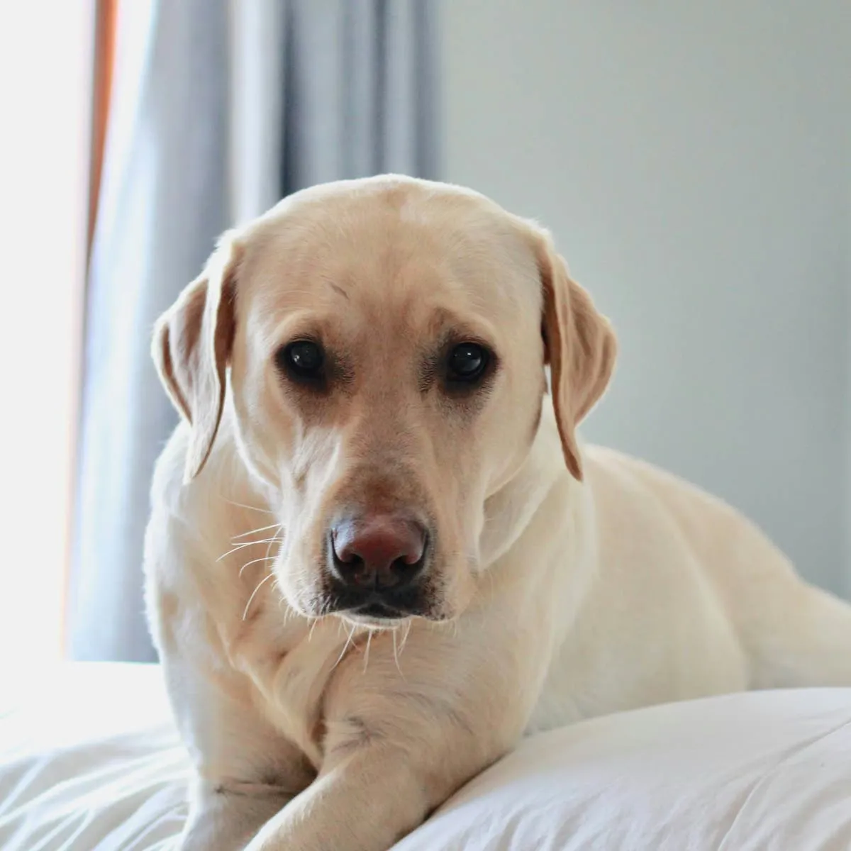 Managing High Liver Values in an Older Labrador: Is Lisybin Enough?