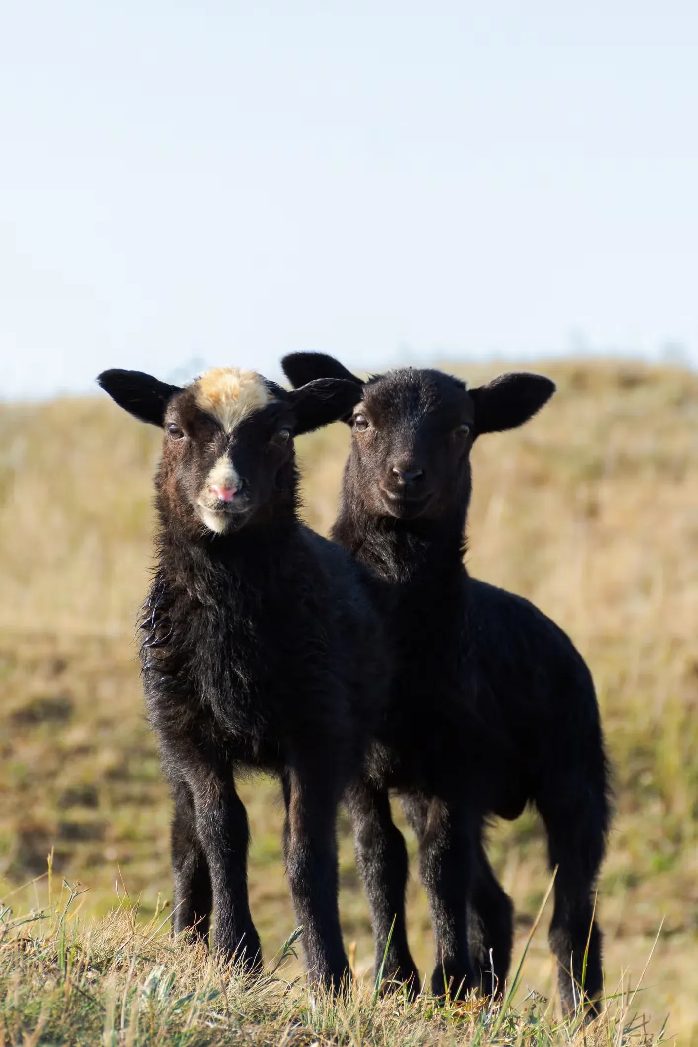 Two black sheep outside.