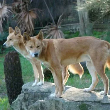 The Carolina Dog: An Almost-Wild Canine You Might Already Own