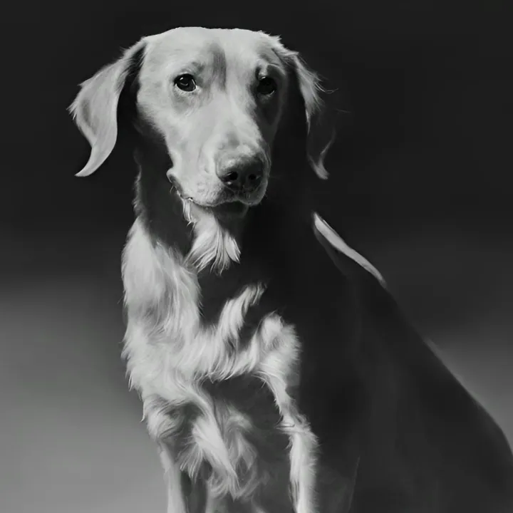 Why Does Your Dog Wake Up to Poop at Night?