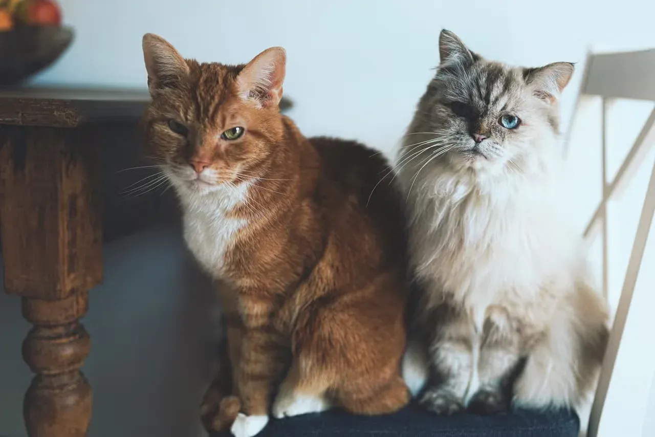 Two cute cats hangng out.