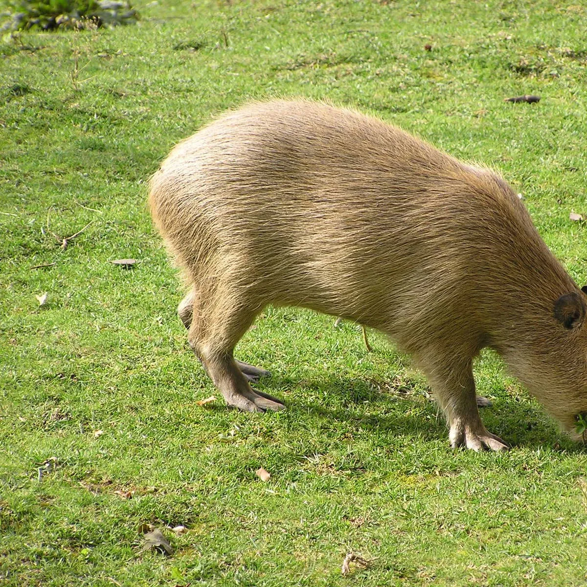Capybara Chronicles: Unpacking the World’s Biggest Rodent