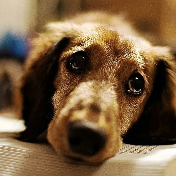 Post-Surgery Urination Problems in Dogs: When to Worry and How to Help