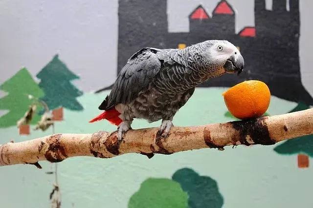 Gray parrot with an orange