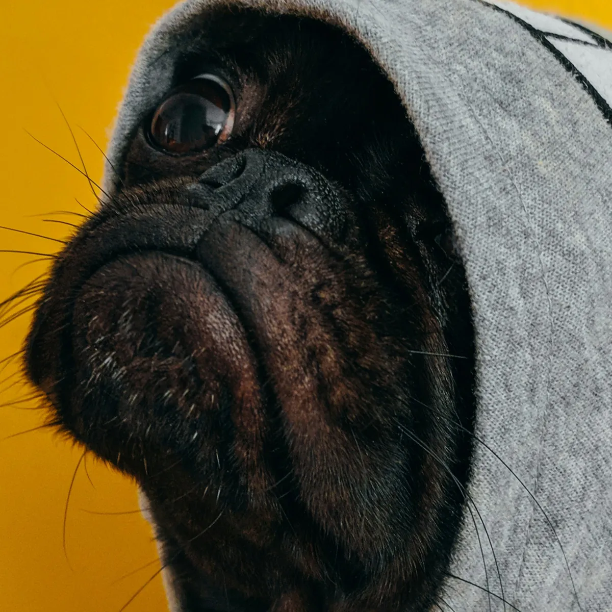 Building Confidence in Anxious Canines: A Comprehensive Approach