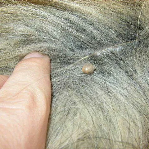 Safe Tick Removal: A Step-by-Step Guide for Dog Owners