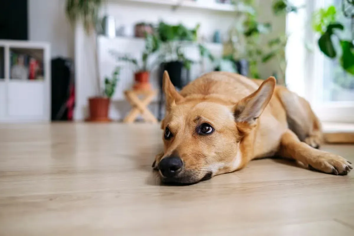 A dog looking toward an open door as its owner prepares to leave.