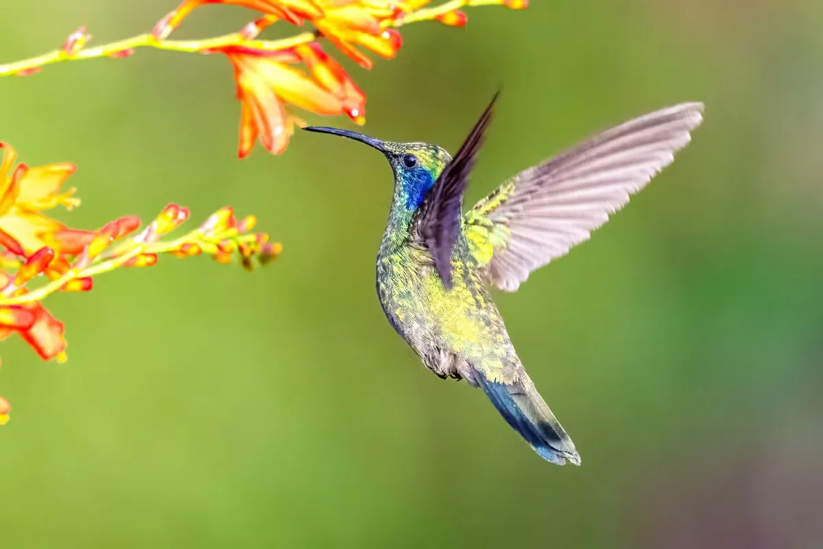 A hummingbird sighting can carry spiritual meaning and symbolism.