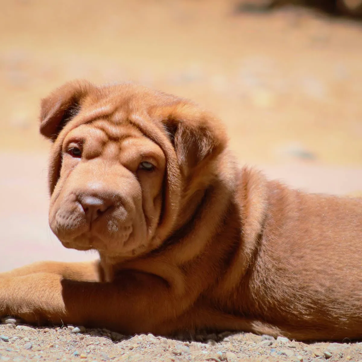 Chinese Dog Names: Over 20 Ideas to Match Your Pup's Character