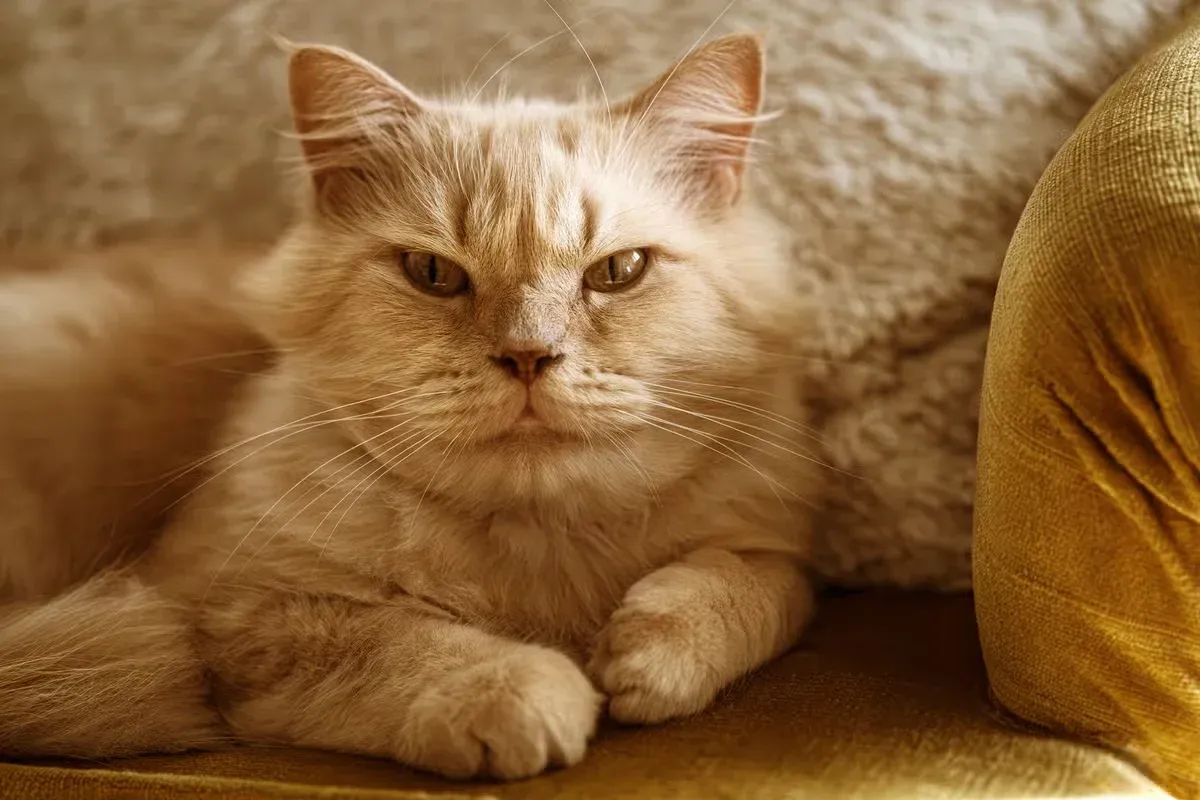 British Longhairs can be the perfect match for Ragdoll lovers.