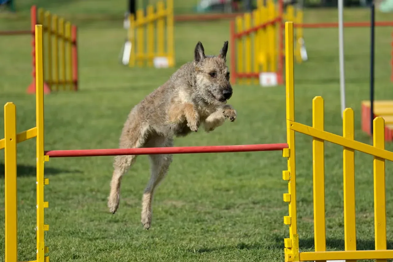 A Laekenois jumping a hurdle.