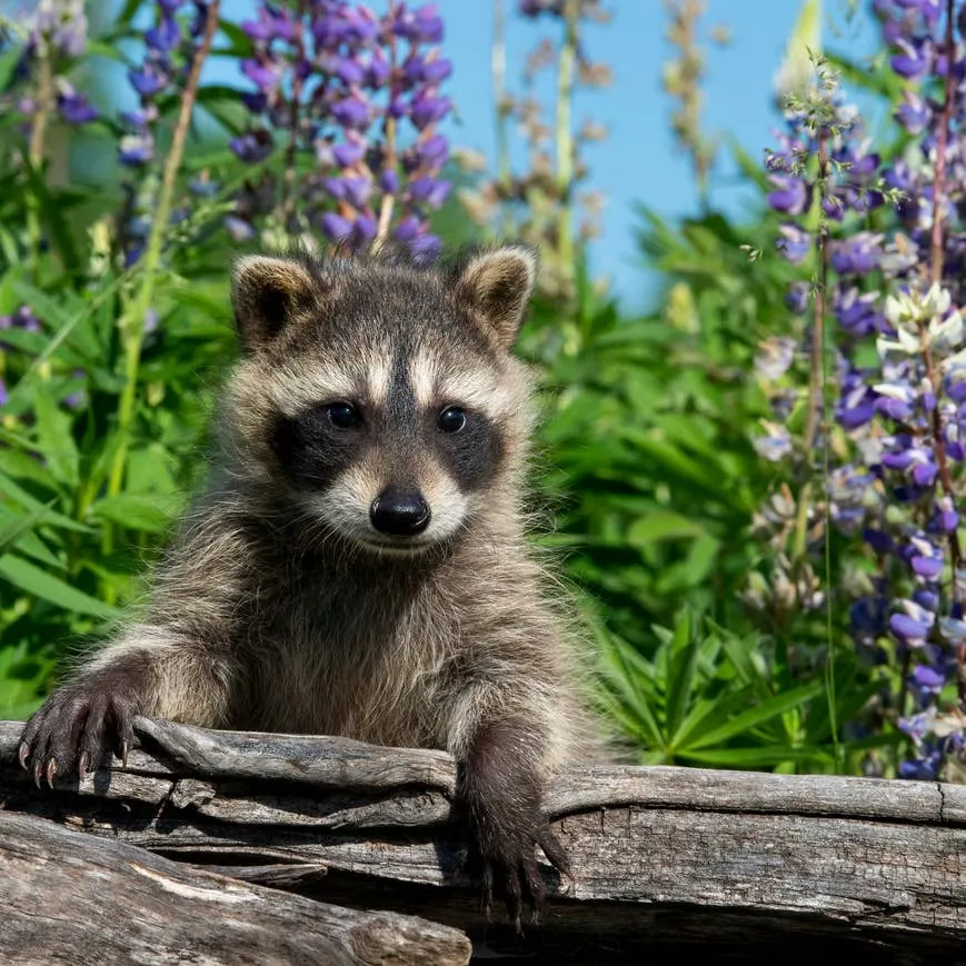 Find the Perfect Raccoon Name: 200+ Unique, Cute & Funny Ideas