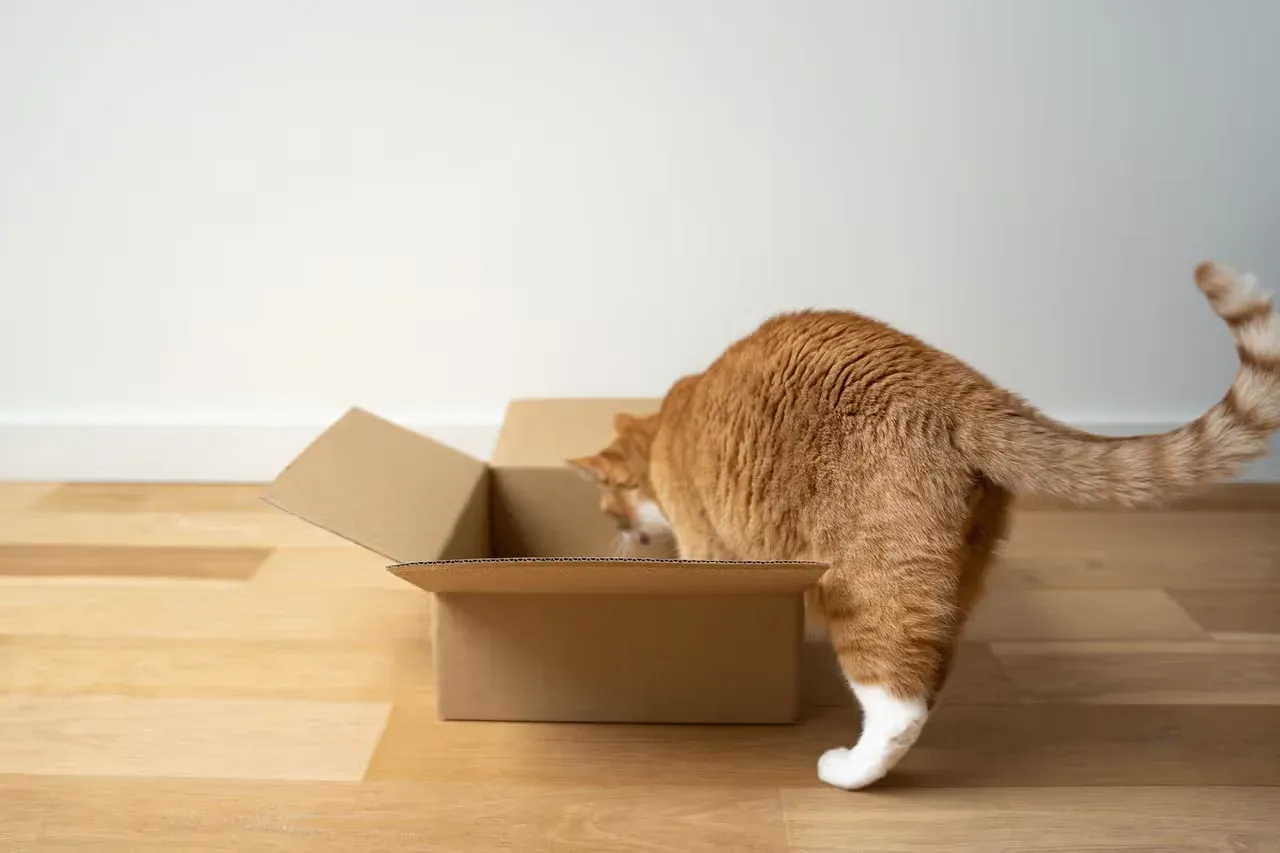 A curious orange tabby slinking into a cardboard box.
