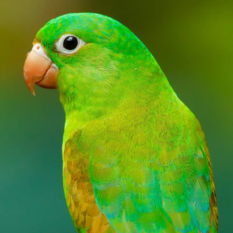 A Guide to Safe and Healthy Treats for Your Budgie
